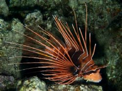 Lionfish taken with an Olympus C60 by Anel Van Veelen 